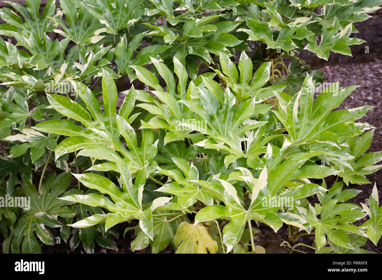 Fatsia japonica 'Variegata' plant. Stock Photo