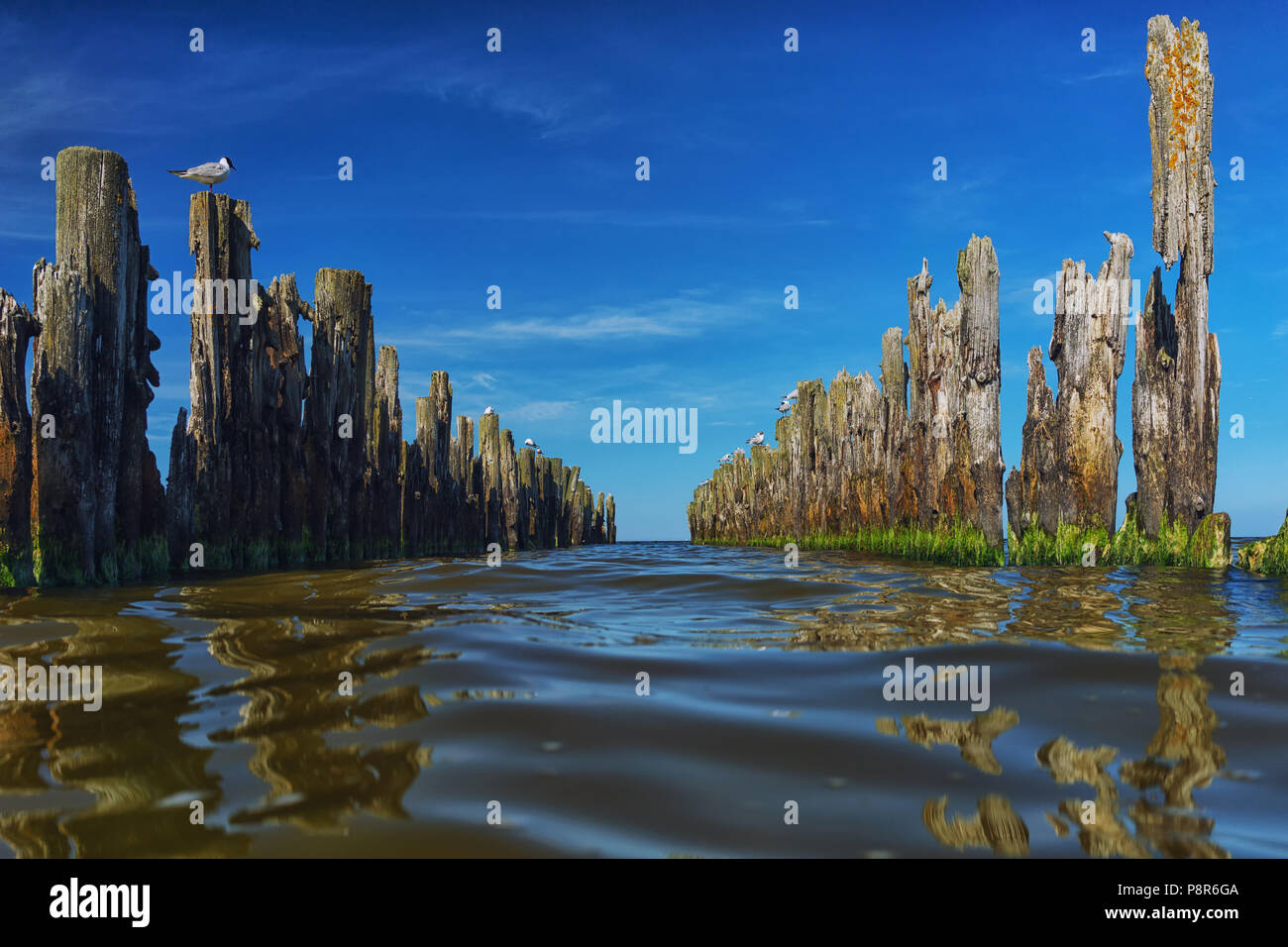 Piles of old wooden pier in the sea with perspective to the horizon under the blue sky and gulls Stock Photo