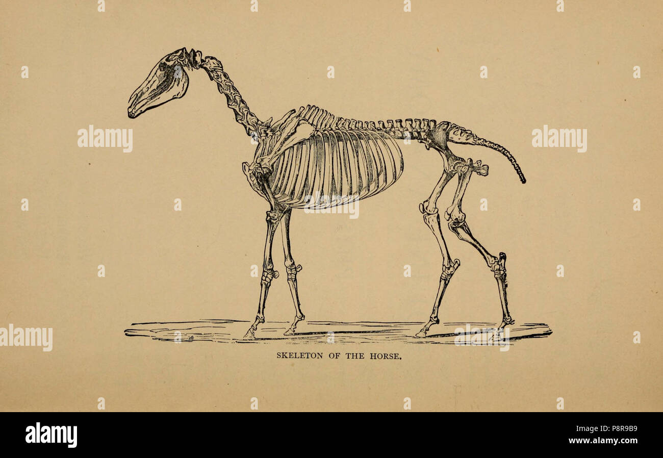 A compend of equine anatomy and physiology Stock Photo Alamy