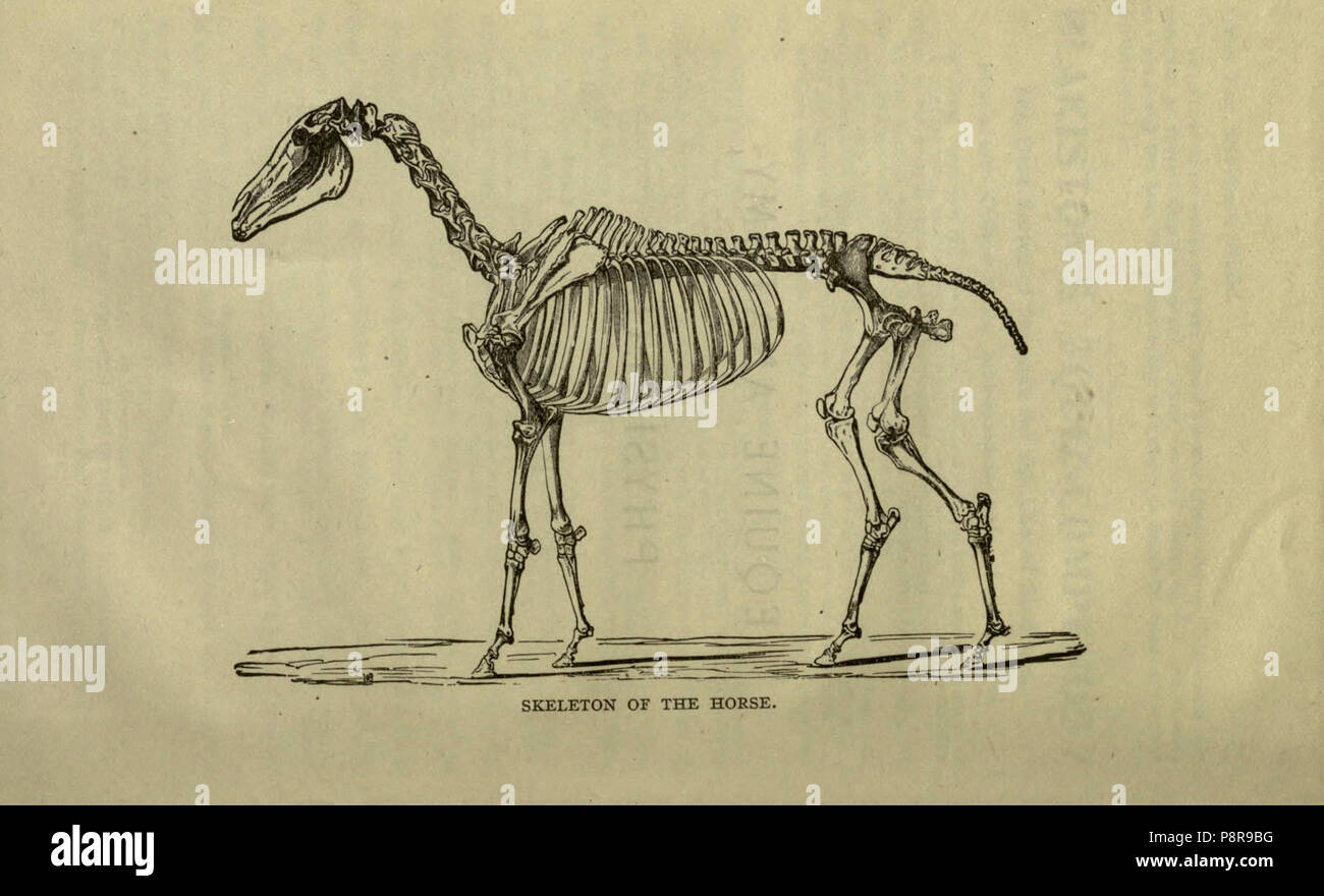 Equine Anatomy Stock Photos & Equine Anatomy Stock Images - Alamy