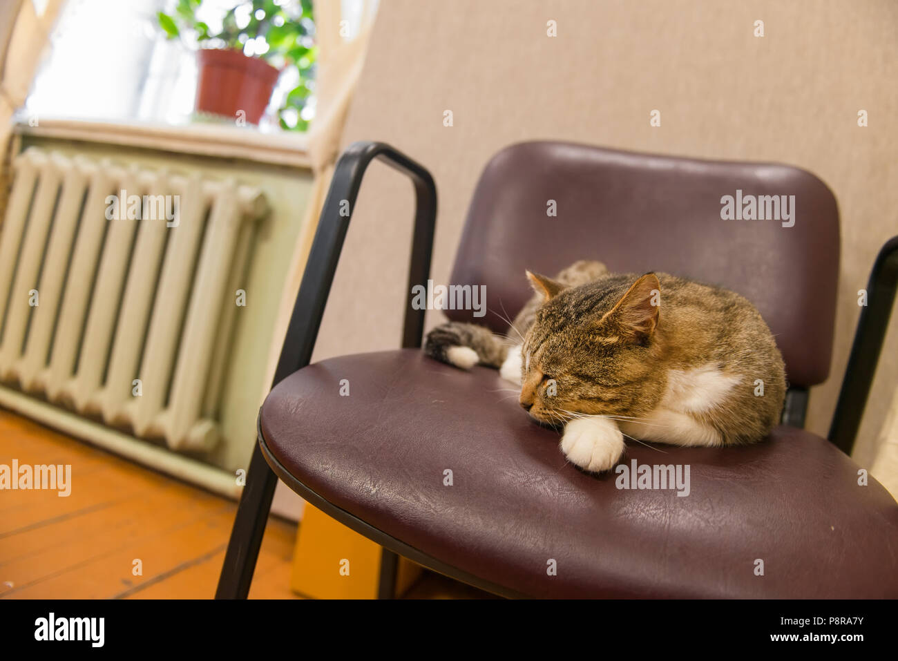 The cat is sleeping on a chair Stock Photo Alamy