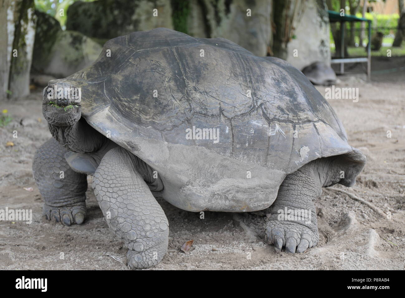 Mahe seychelles tortoise hi-res stock photography and images - Alamy