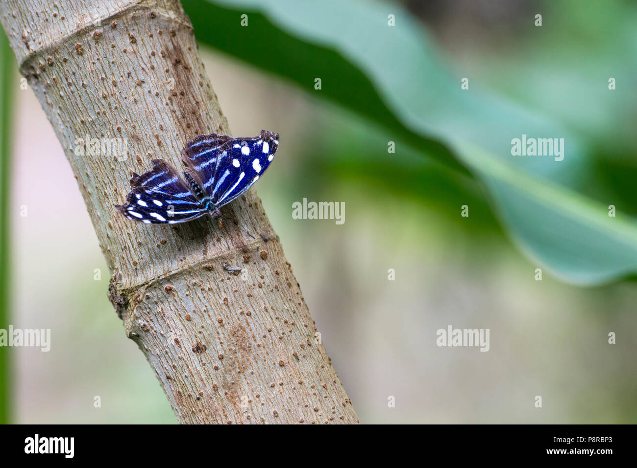 Zebra striped blue butterfly in Costa Rica. Also called Blue Wave, Blue