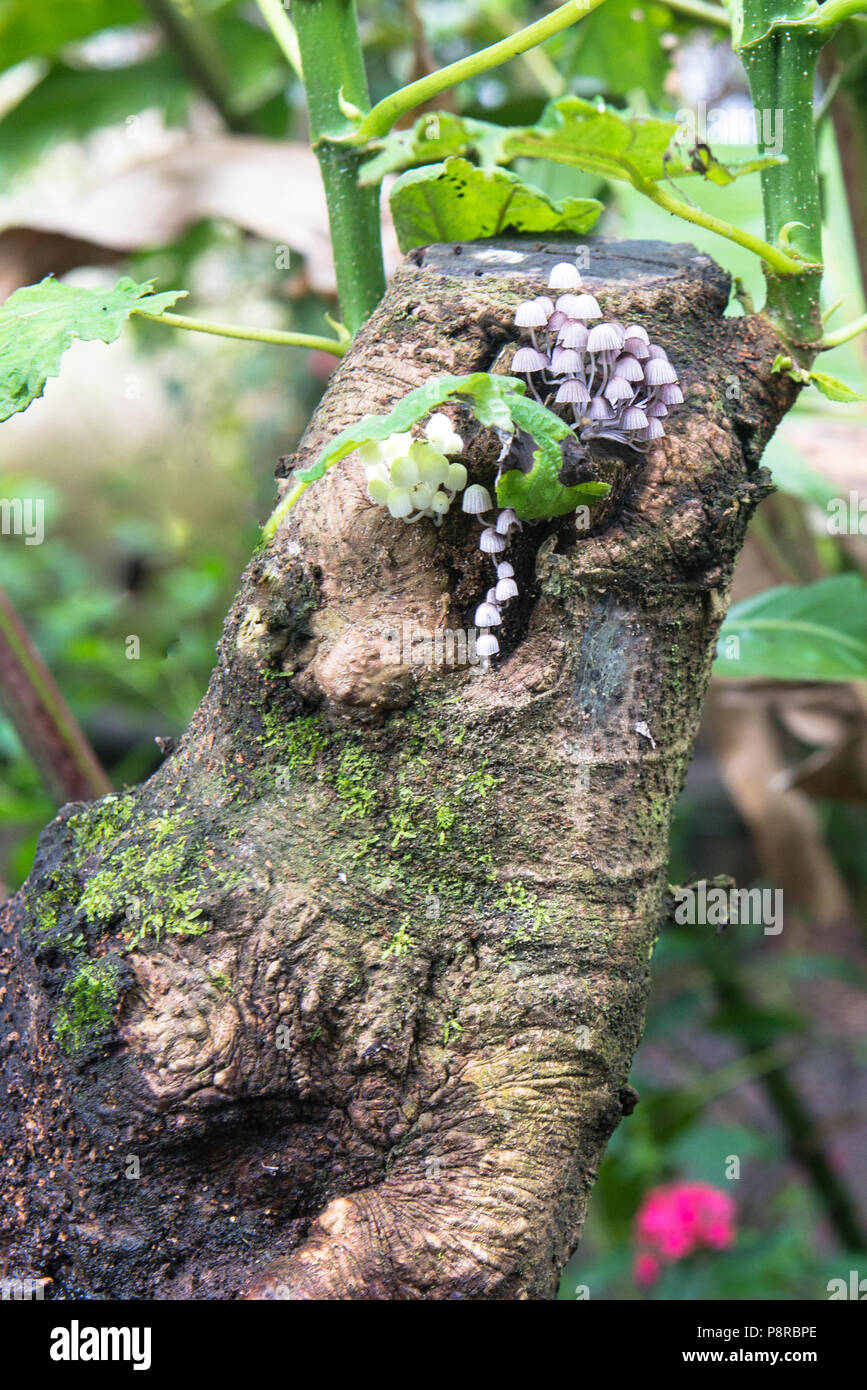 Small white bell-shaped mushrooms growing on a tree stump in Costa Rica. Stock Photo