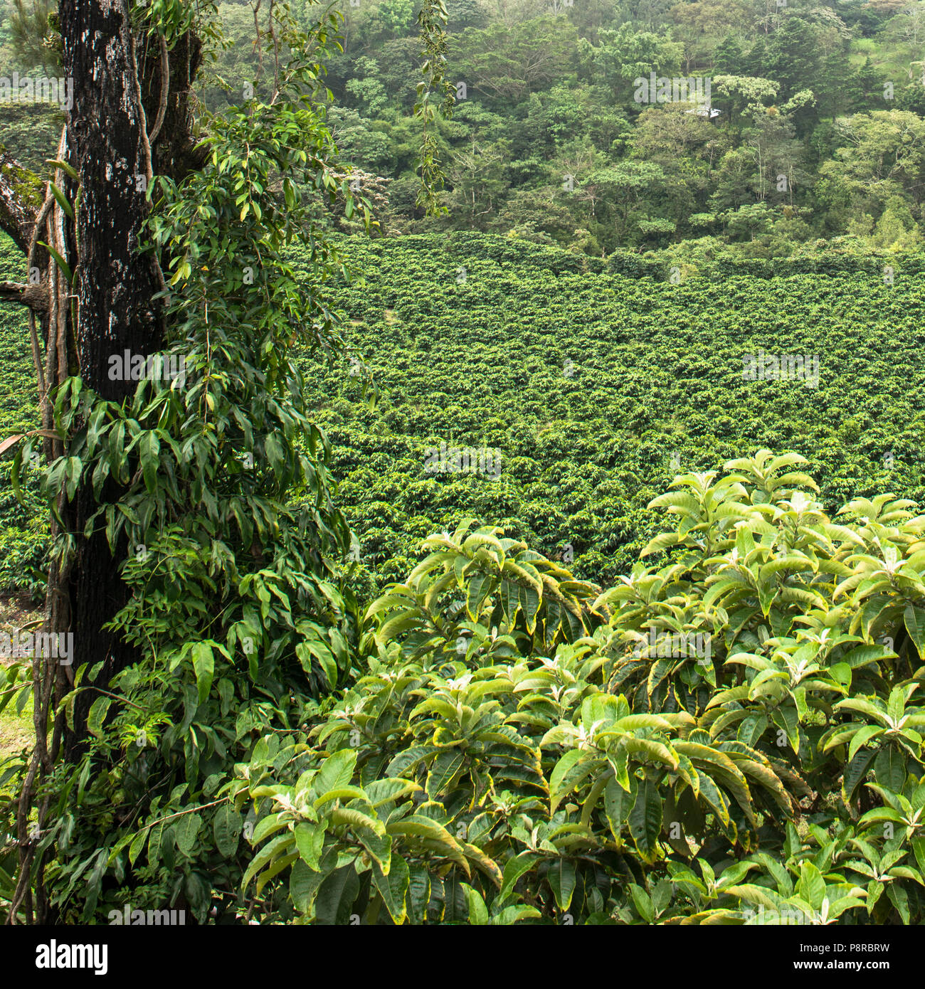 Costa Rican field of green coffee plants on a coffee farm/plantation