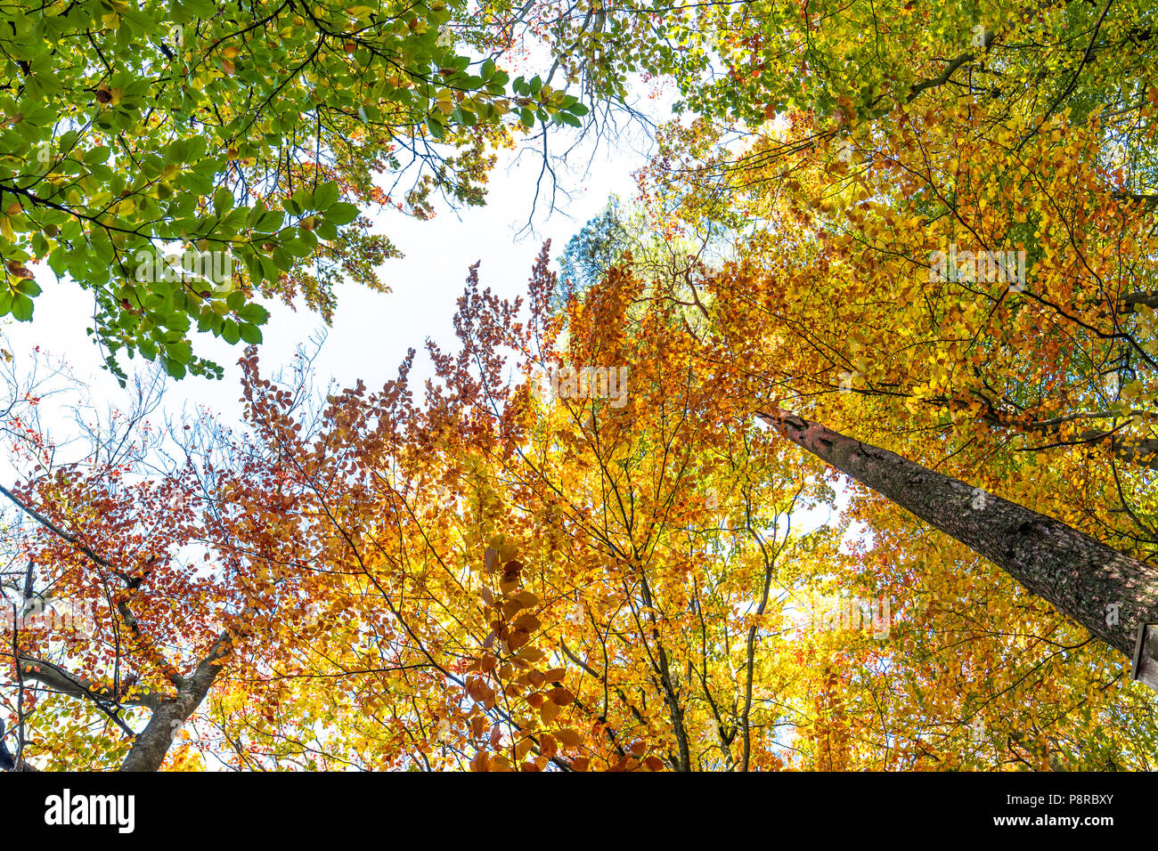 Golden tree crown canopy in fall hi-res stock photography and images ...