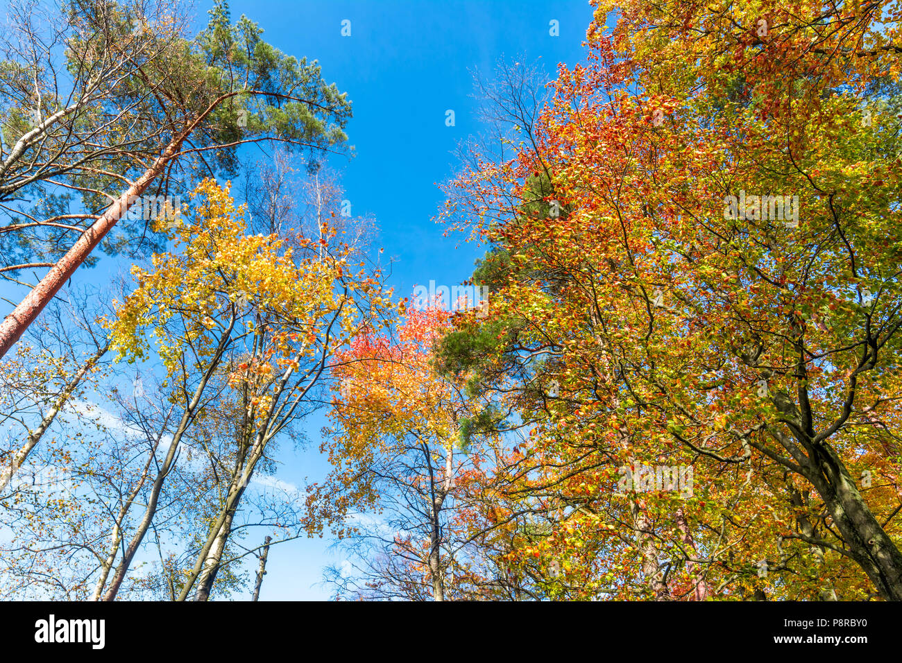 Colorful autumn trees in park, view from below Stock Photo - Alamy
