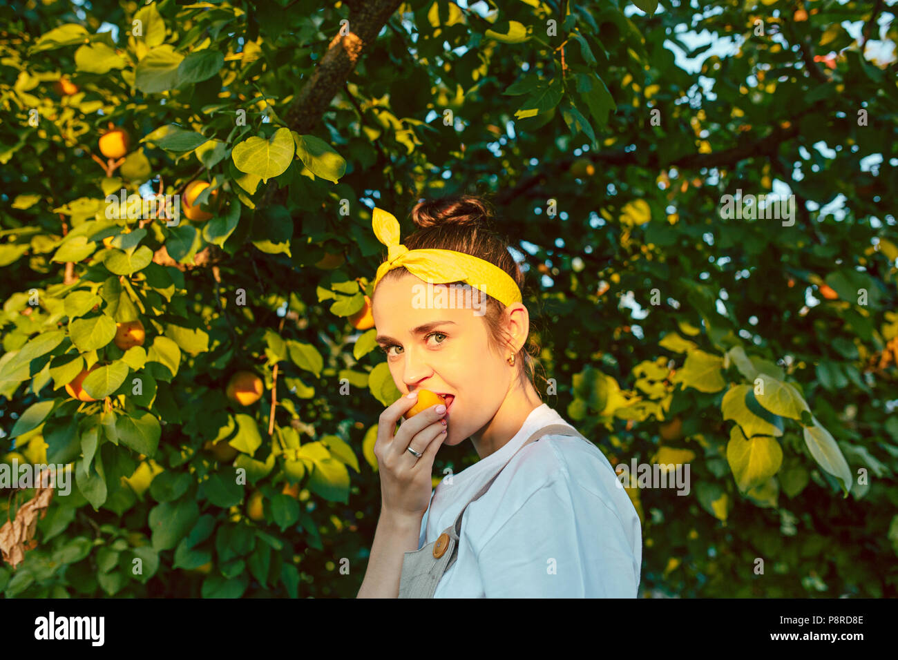 The woman during picking apricot in a garden outdoors Stock Photo - Alamy