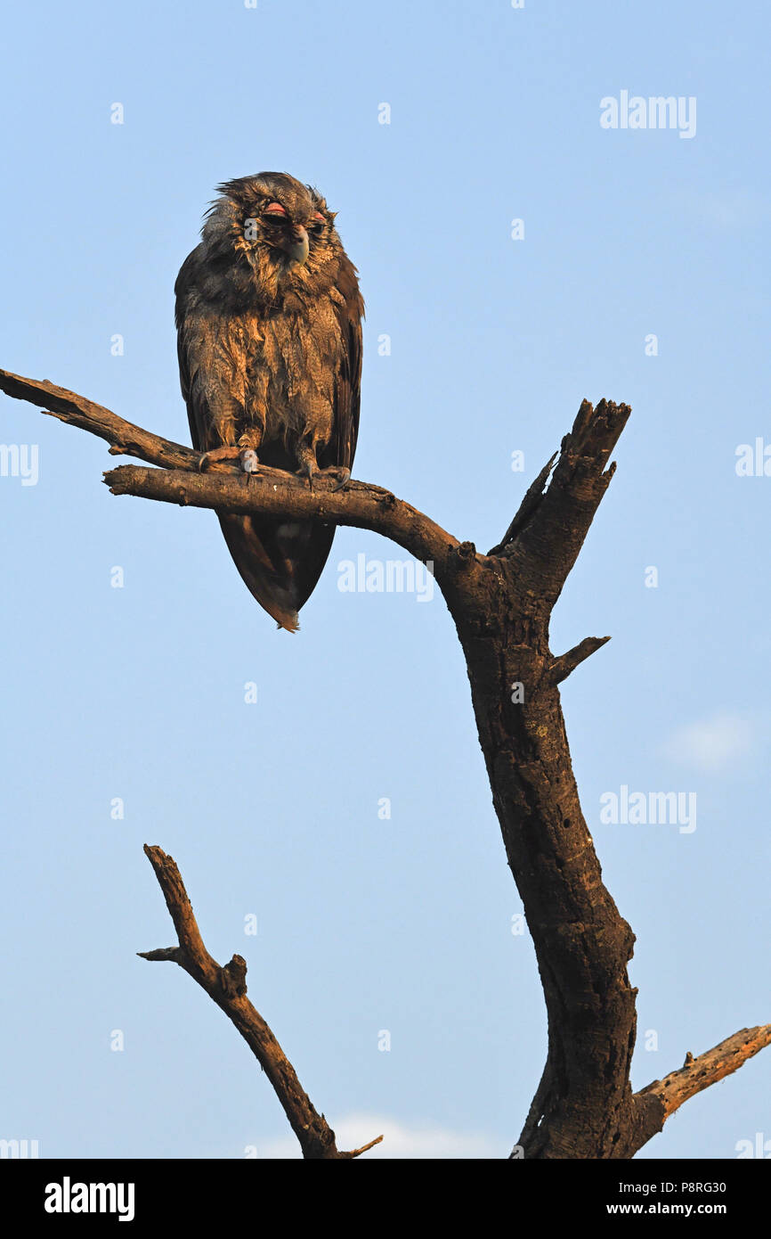 Verreaux's eagle owl (Bubo lacteus), Olare Motorogi Conservency, Maasai Mara, Kenya, Africa Stock Photo