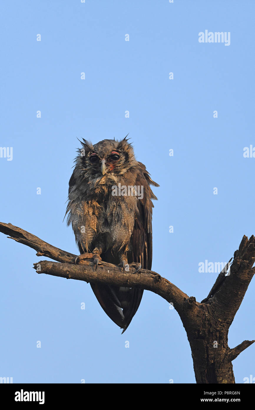 Verreaux's eagle owl (Bubo lacteus), Olare Motorogi Conservency, Maasai Mara, Kenya, Africa Stock Photo