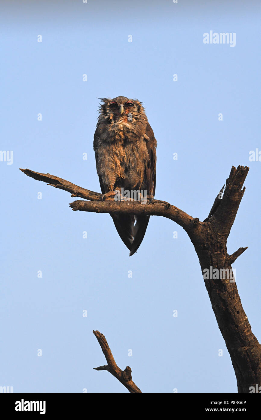 Verreaux's eagle owl (Bubo lacteus), Olare Motorogi Conservency, Maasai Mara, Kenya, Africa Stock Photo