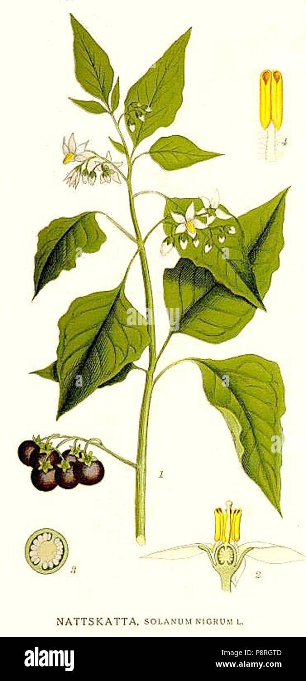 Black nightshade solanum nigrum hi-res stock photography and images - Alamy