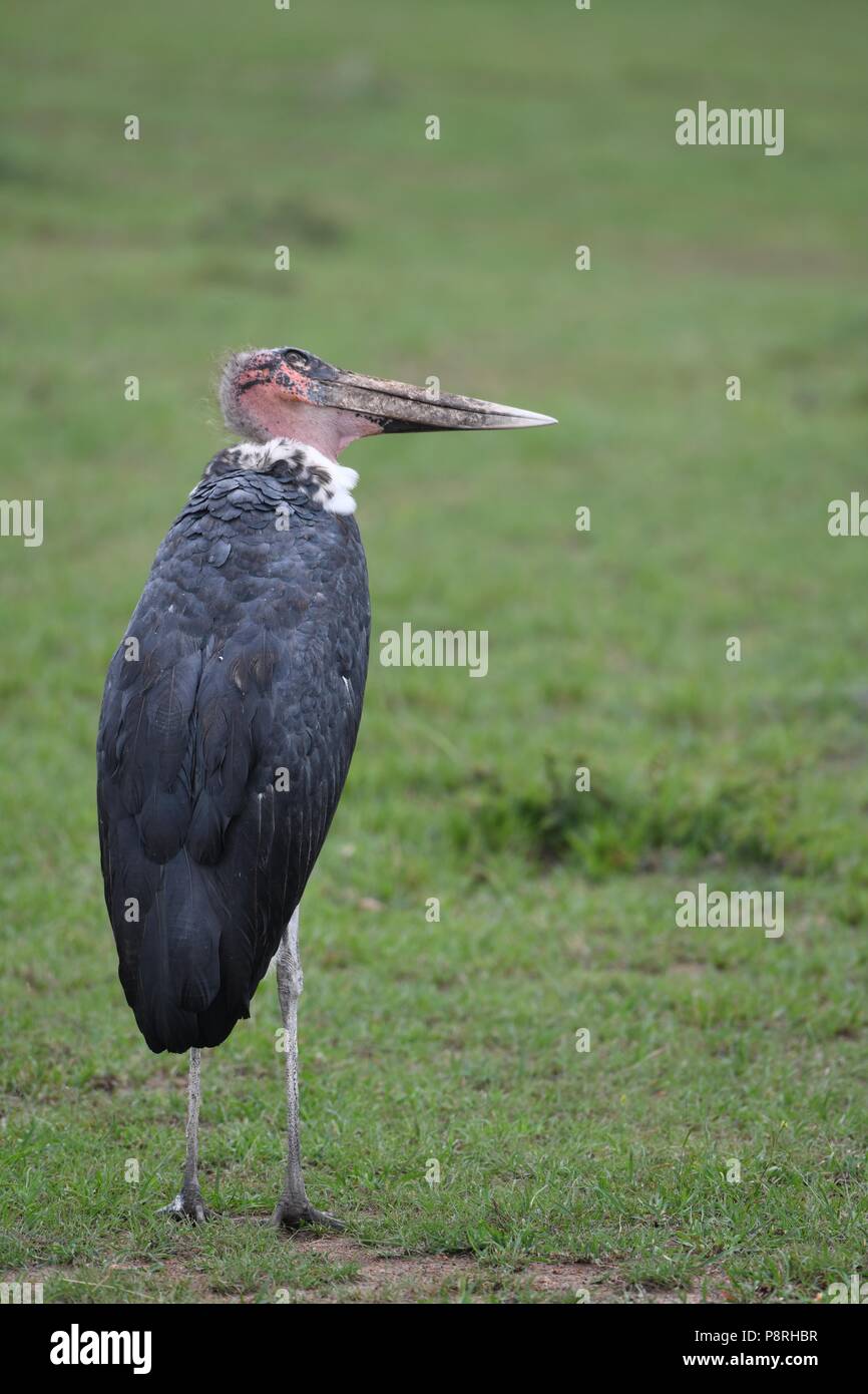 Marabou stork Leptoptilos crumenifer) Maasai Mara, Kenya, Africa Stock Photo