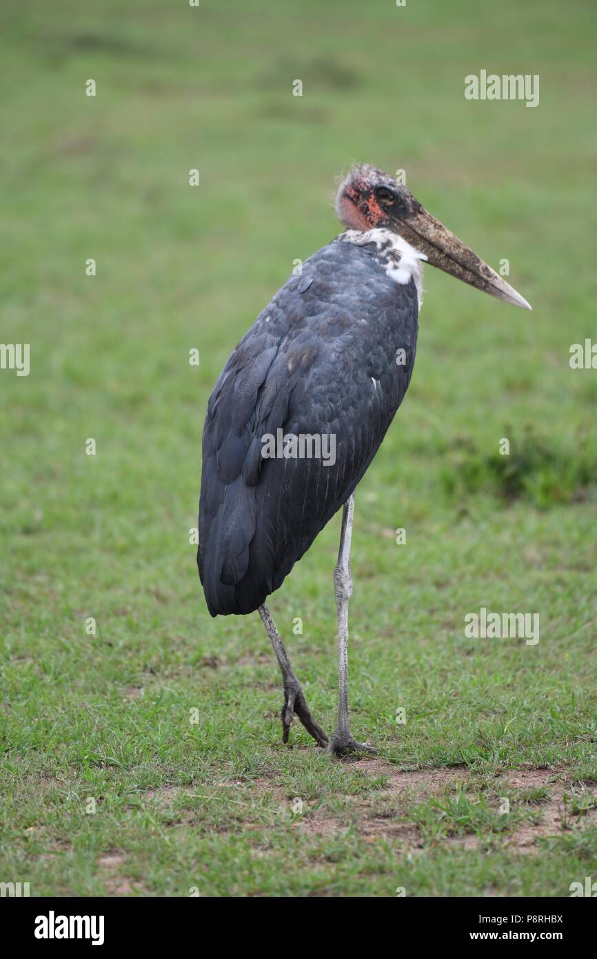 Marabou stork Leptoptilos crumenifer) Maasai Mara, Kenya, Africa Stock Photo