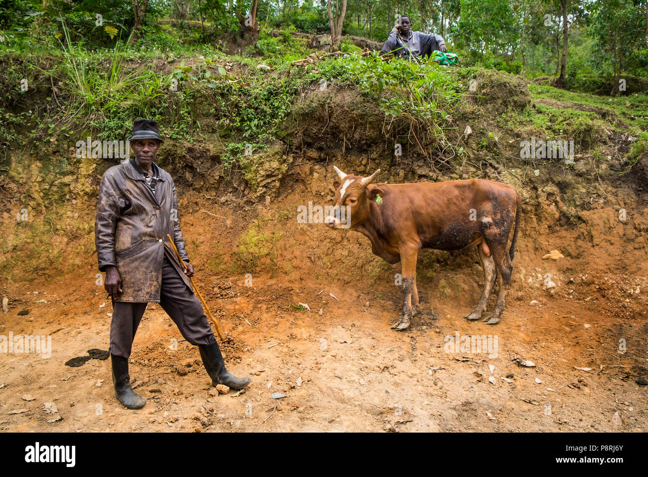 Rwanda,surrounding of Cyangugu,cows market Stock Photo - Alamy