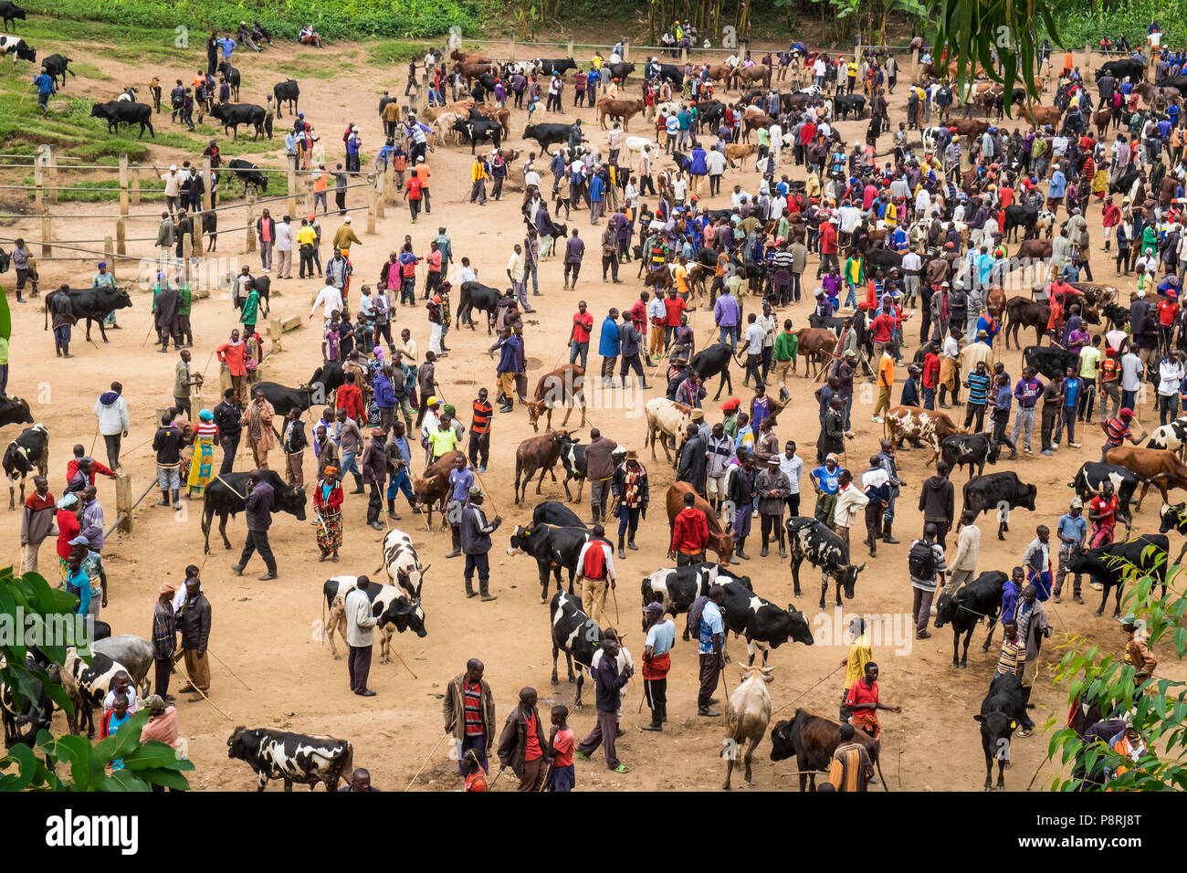 Rwandan cattle hi-res stock photography and images - Alamy