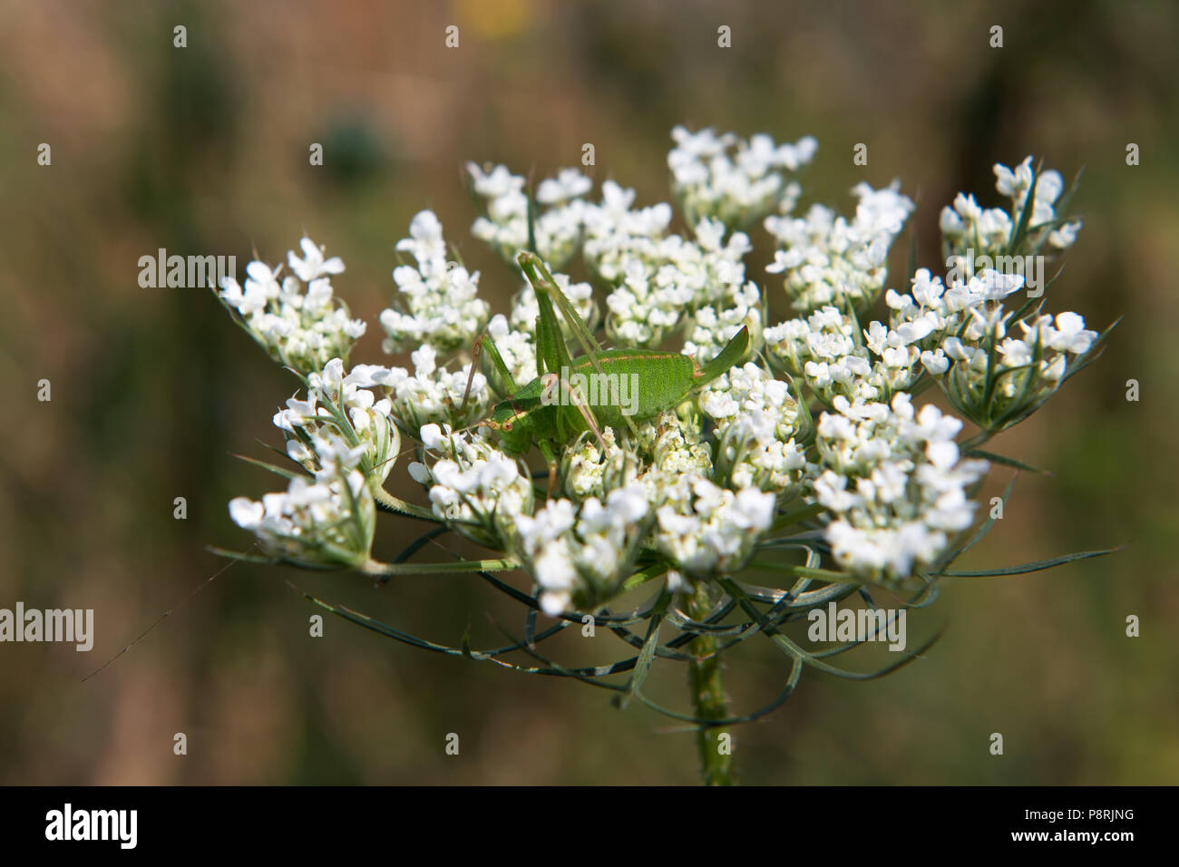 Green grasshopper sitting on white flowers of wild carrot Stock Photo