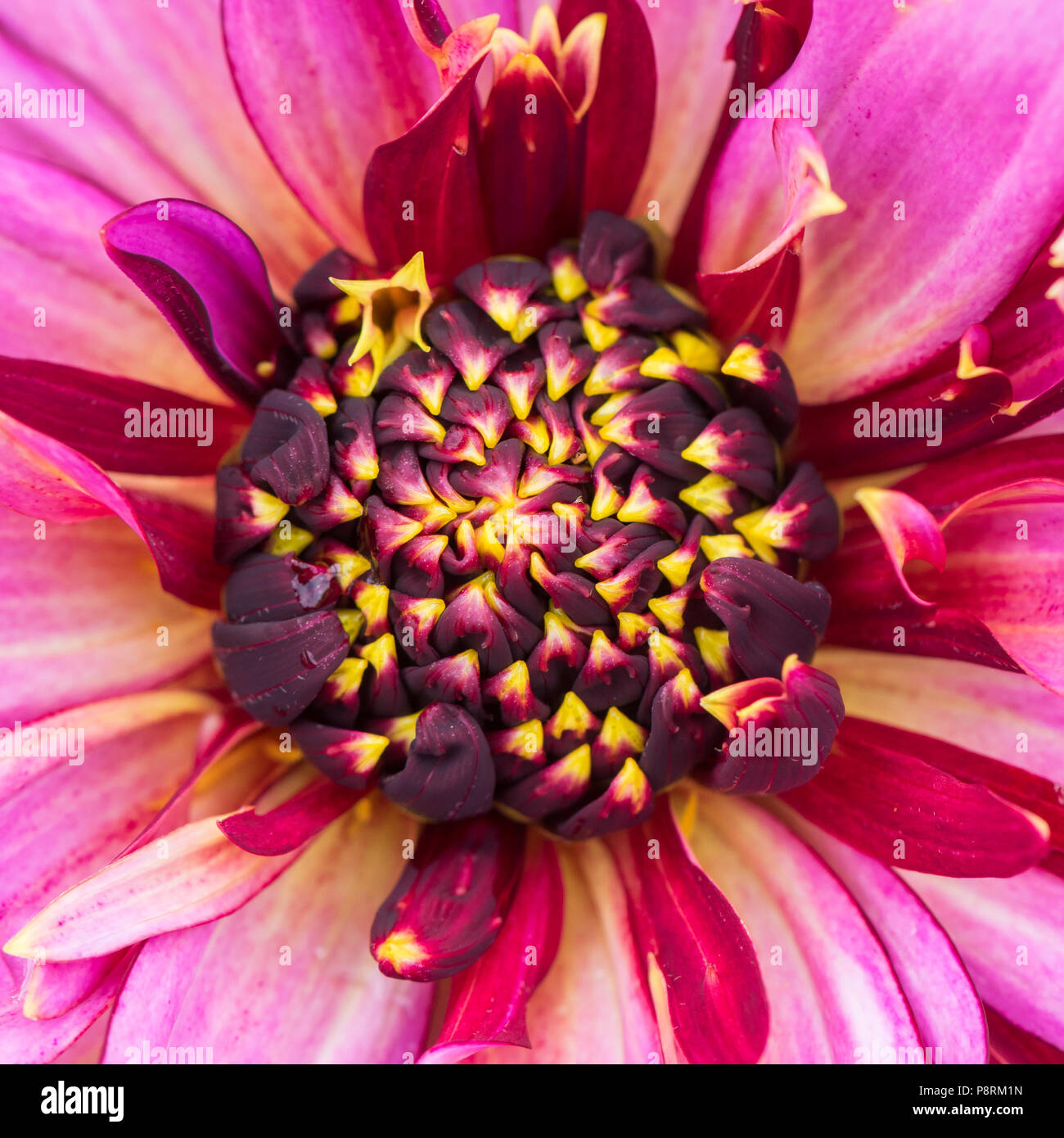 Dahlia 'Mambo' (Anem) - central boss just beginning to open Stock Photo