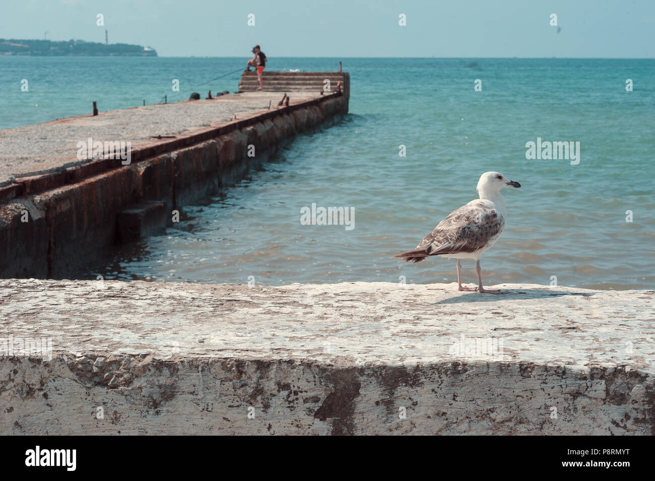 albatross seagull on the sea pier. background Stock Photo Alamy