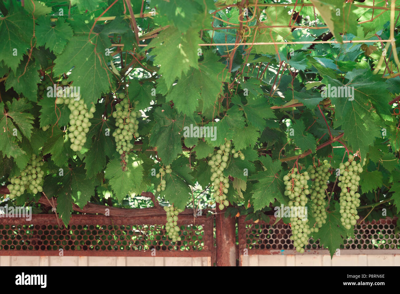 bunch of green grapes on branches. grapevine Stock Photo - Alamy
