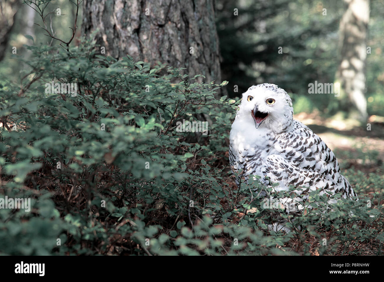 white polar owl in the green forest Stock Photo