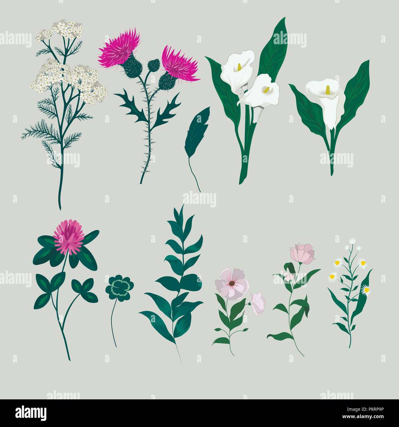 Vector set with wild flowers. Isolated collection Stock Vector