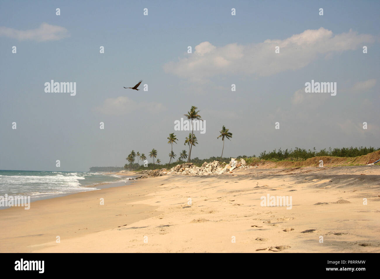 Bird of Prey Flying over Kerala Coast, India Stock Photo