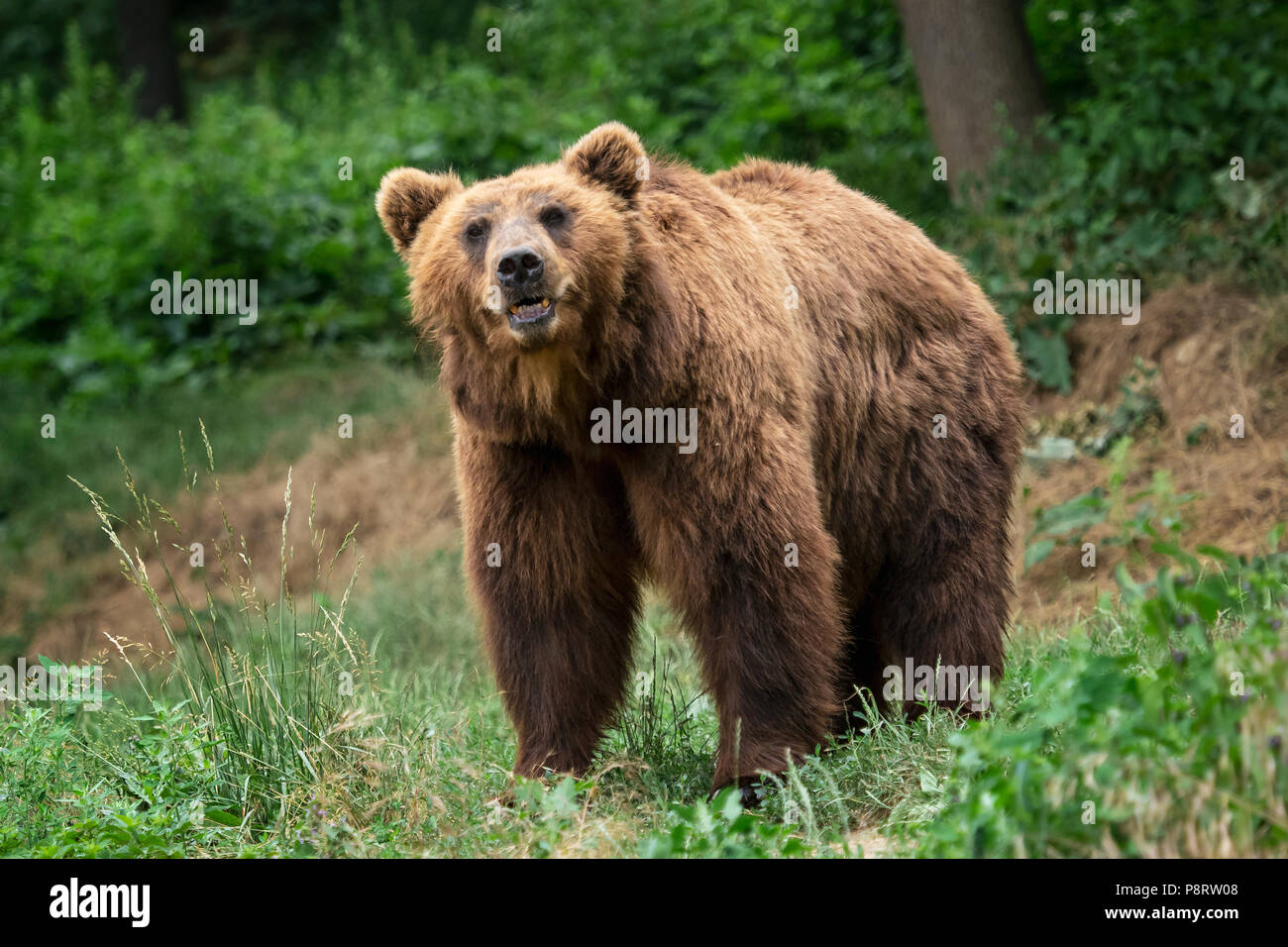Kamchatka Brown bear (Ursus arctos beringianus). Brown fur coat, danger and aggresive animal. Big brown bear from Russia. Stock Photo