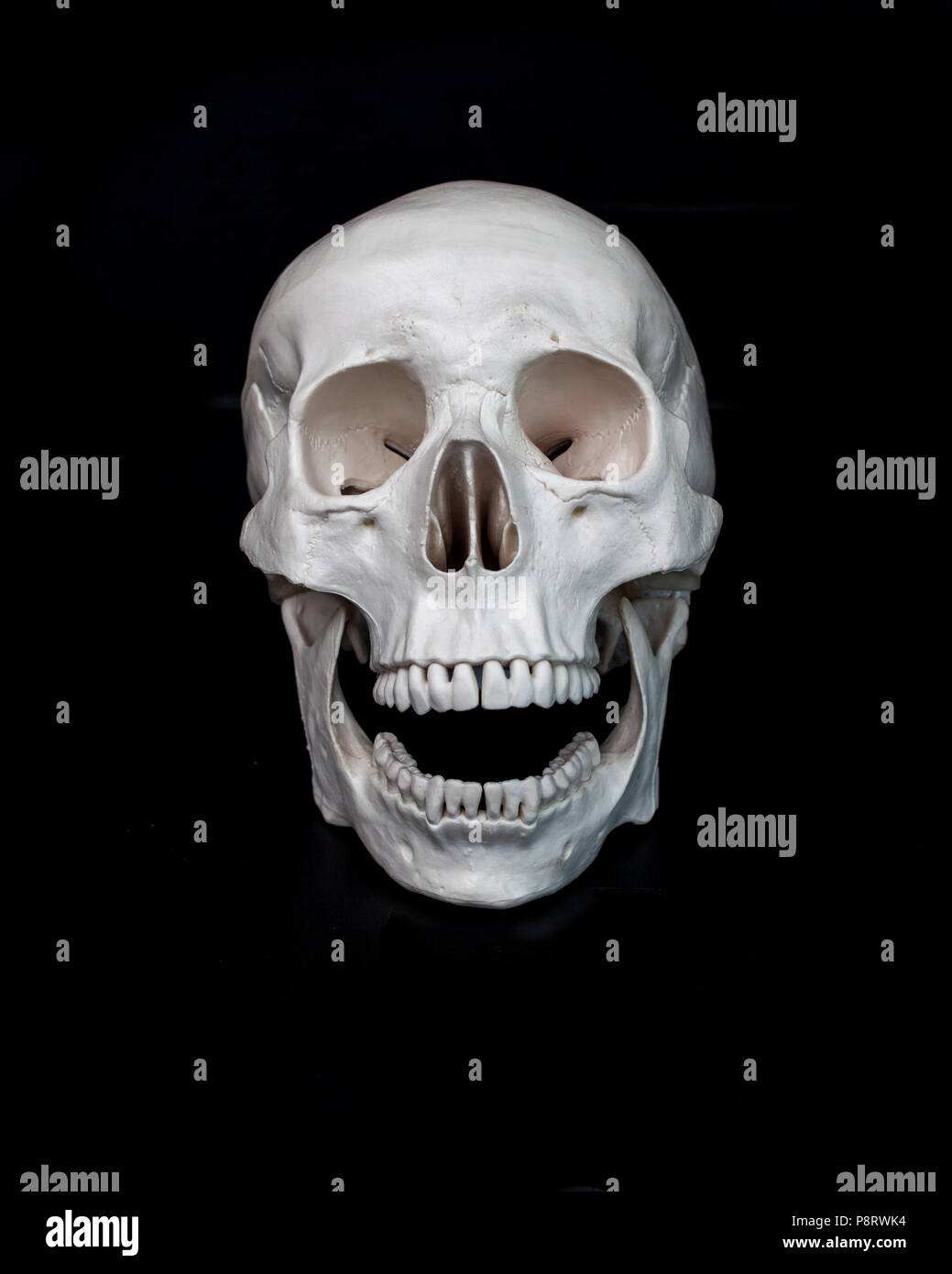 Skull. Human skull with its mouth open. Black background. Halloween concept free space Stock Photo