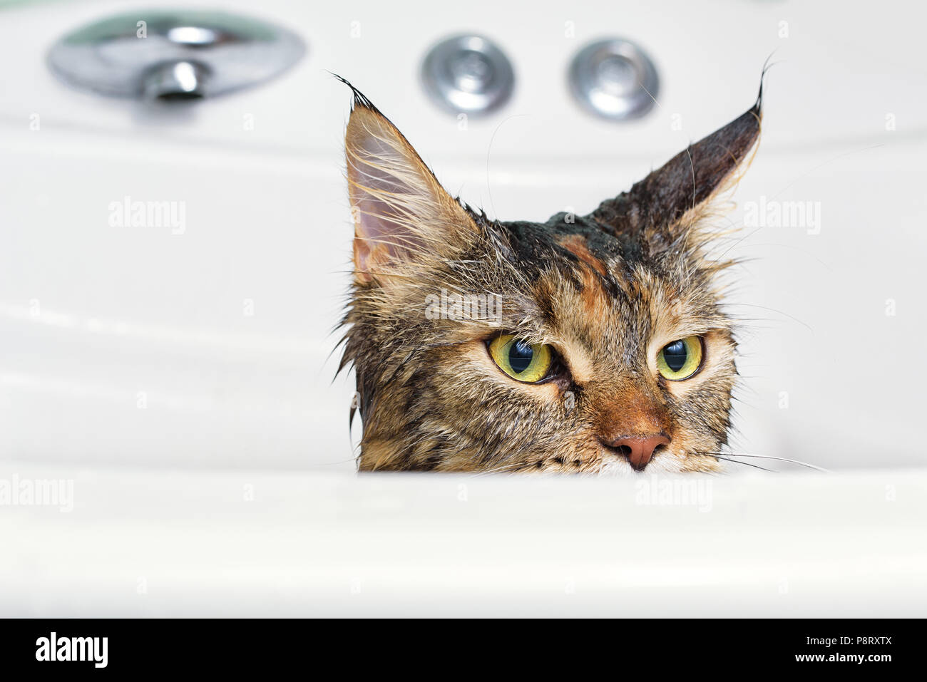 Funny cat Maine Coon. Wet cat in the bath Stock Photo Alamy