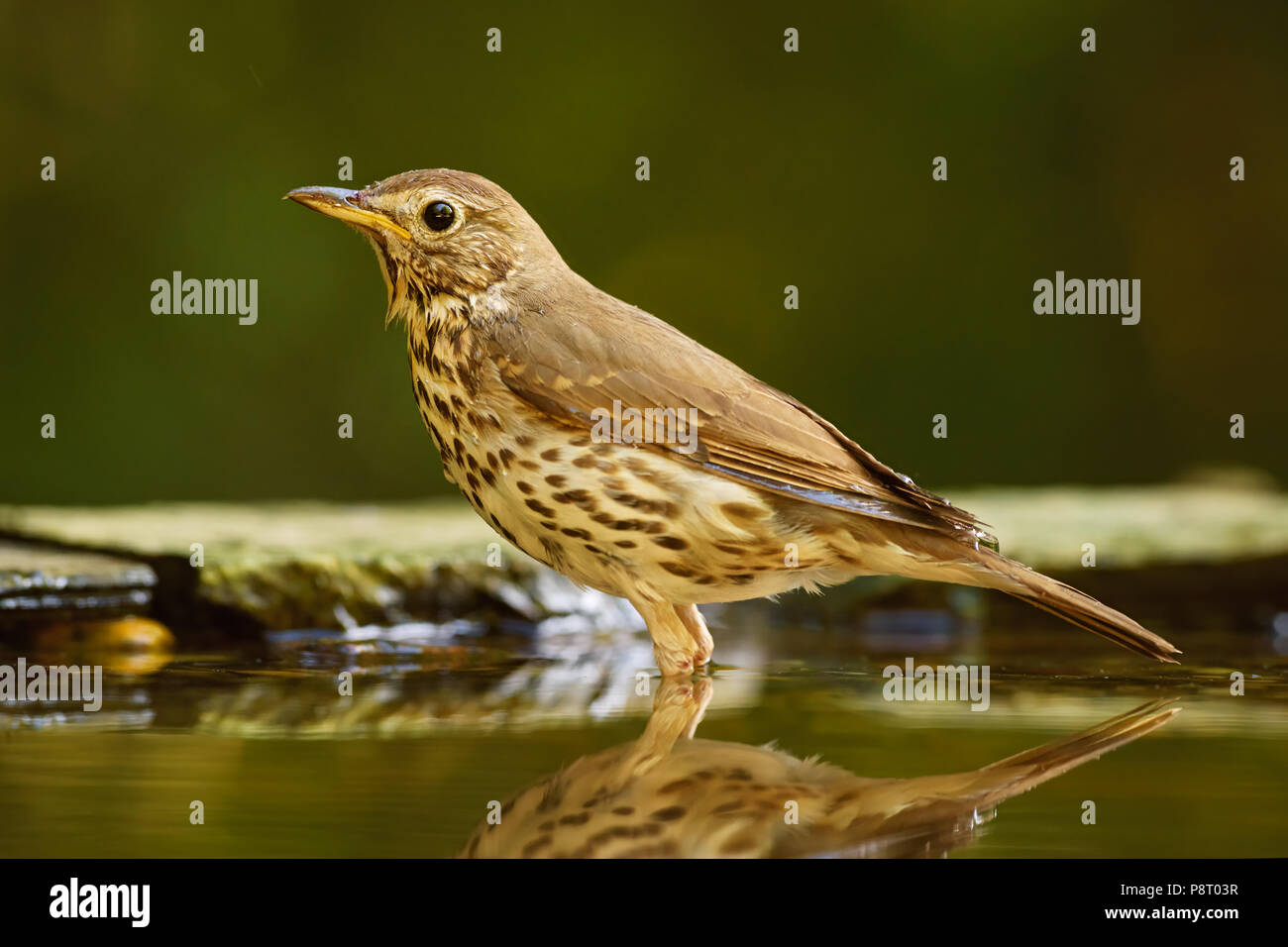 Song Thrush - Turdus philomelos, inconspicuous song bird from European forests and woodlands. Stock Photo
