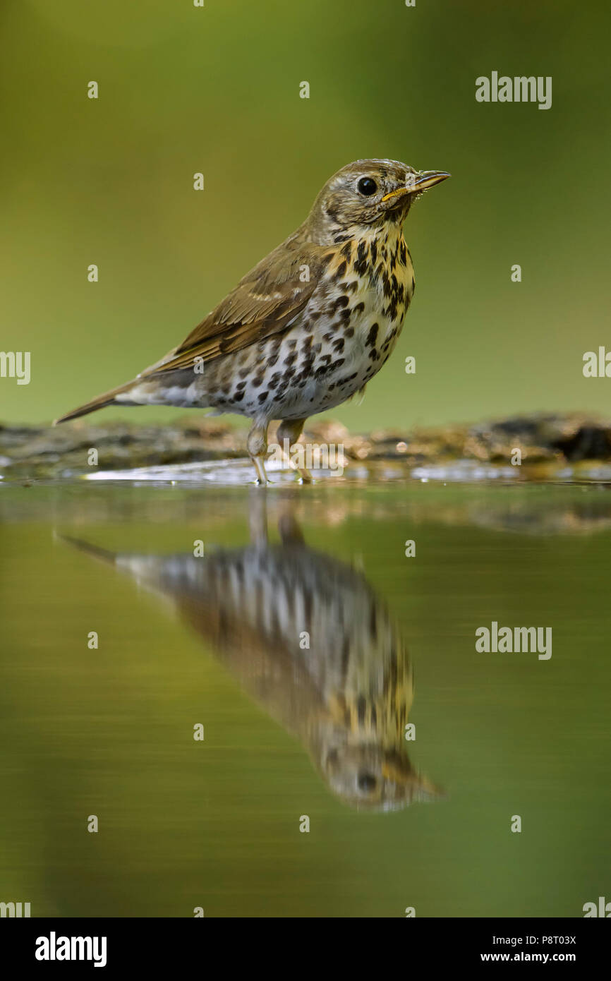 Song Thrush - Turdus philomelos, inconspicuous song bird from European forests and woodlands. Stock Photo