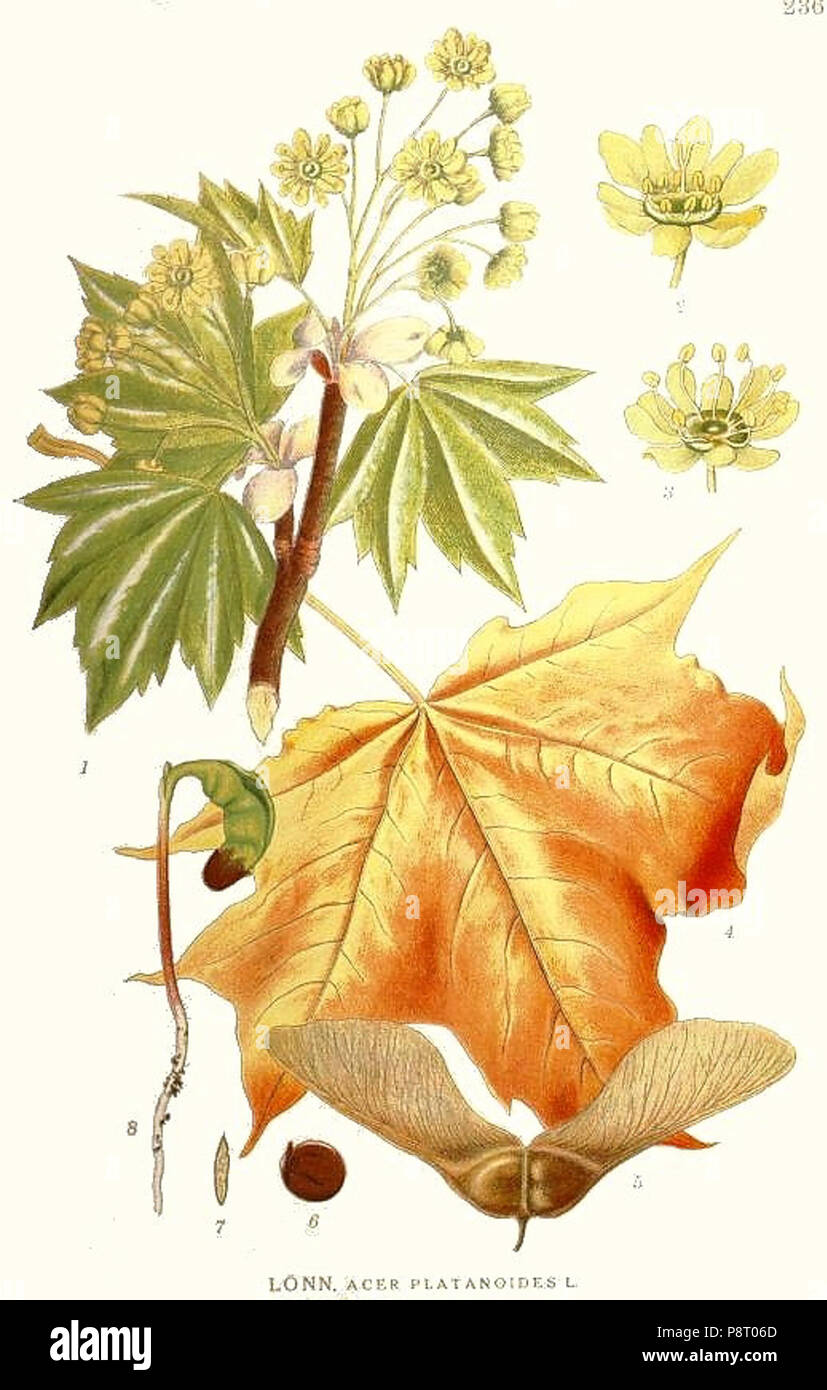 Acer tree species hi-res stock photography and images - Alamy