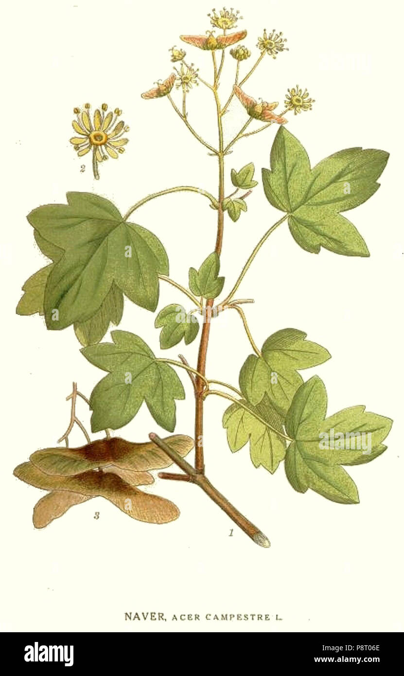 Acer species hi-res stock photography and images - Alamy