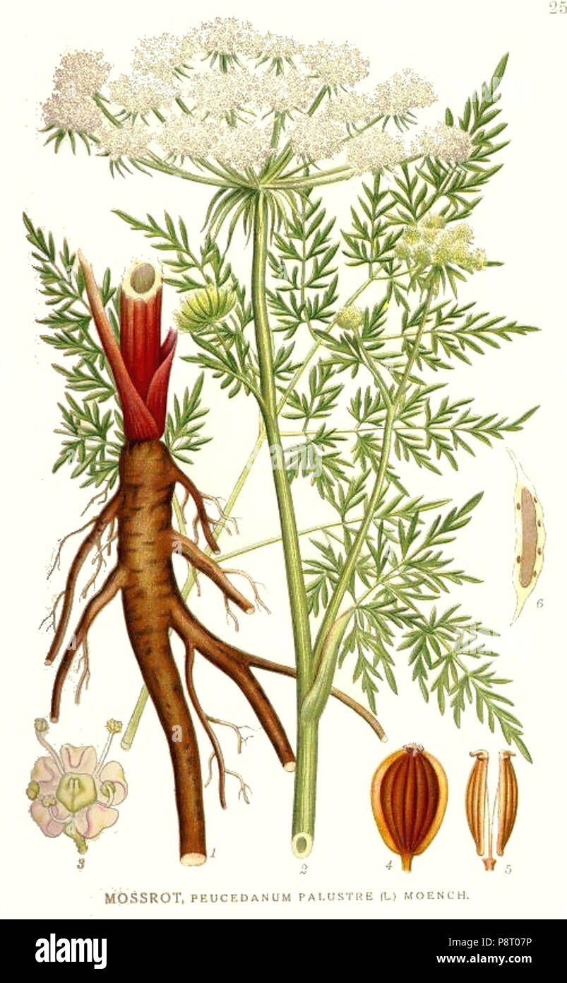 .   20 250 Peucedanum palustre Stock Photo