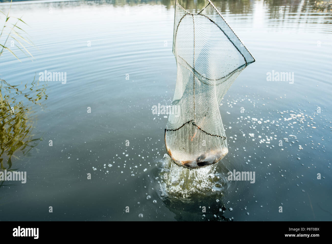 Catching fish with fishing net in the lake during the morning