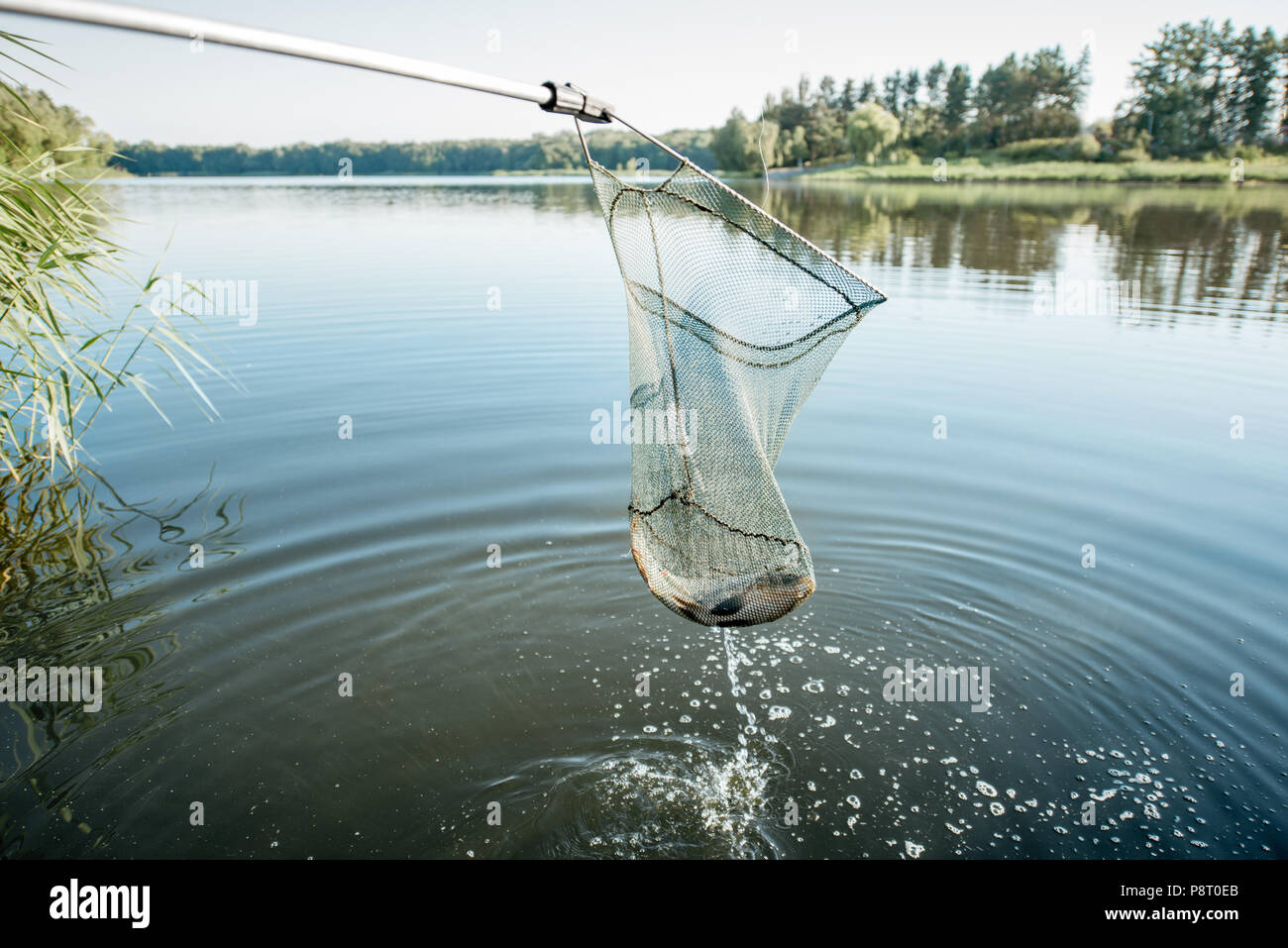 Catching fish with fishing net in the lake during the morning light ...