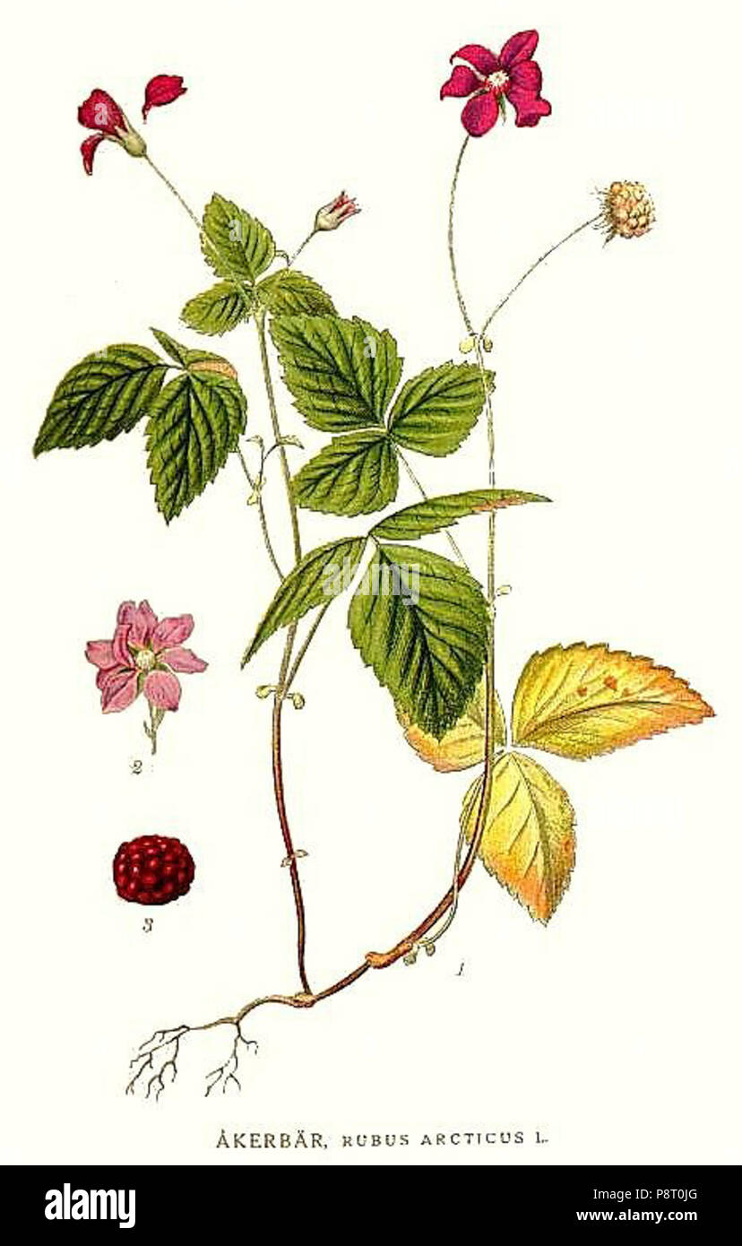 .   21 310 Rubus arcticus Stock Photo