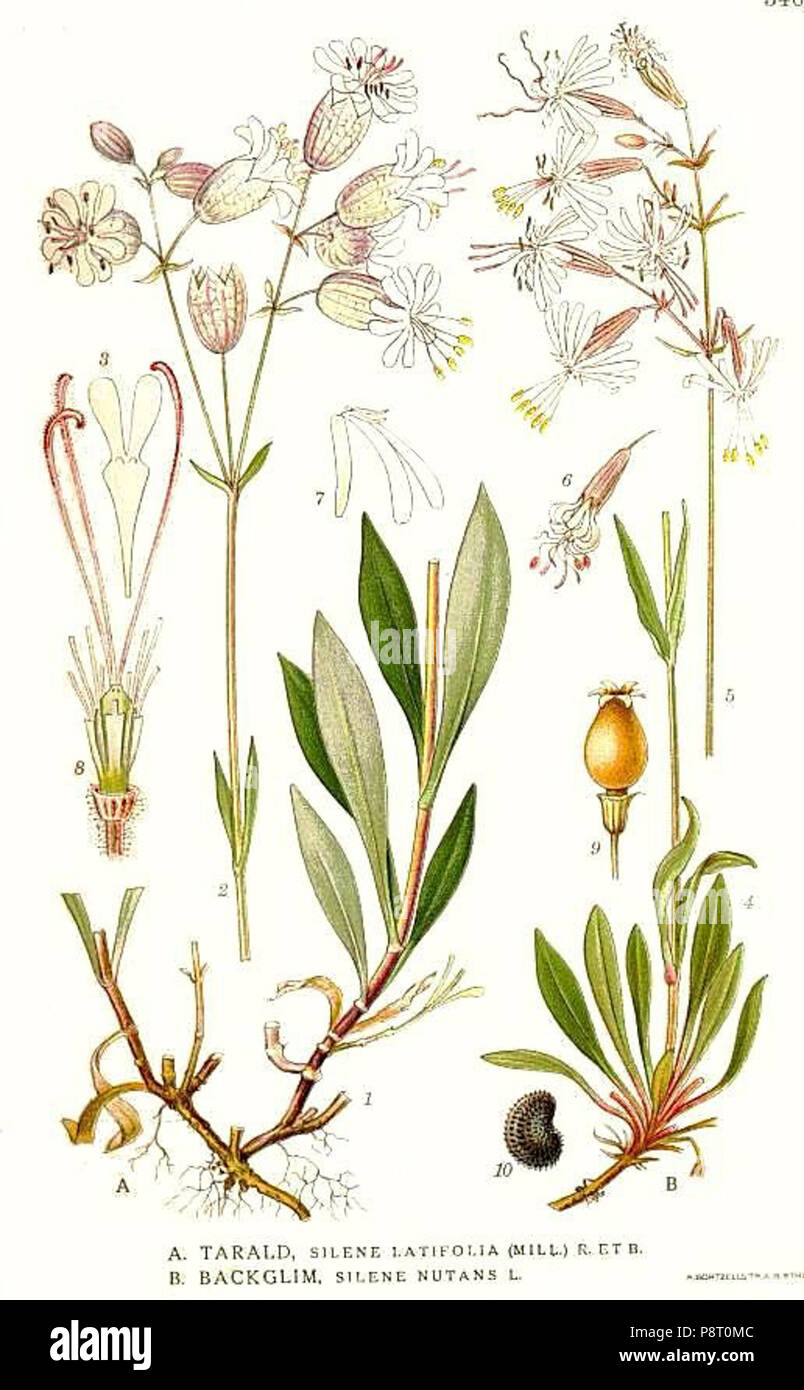 .   21 340 Silene latifolia, Silene nutans Stock Photo