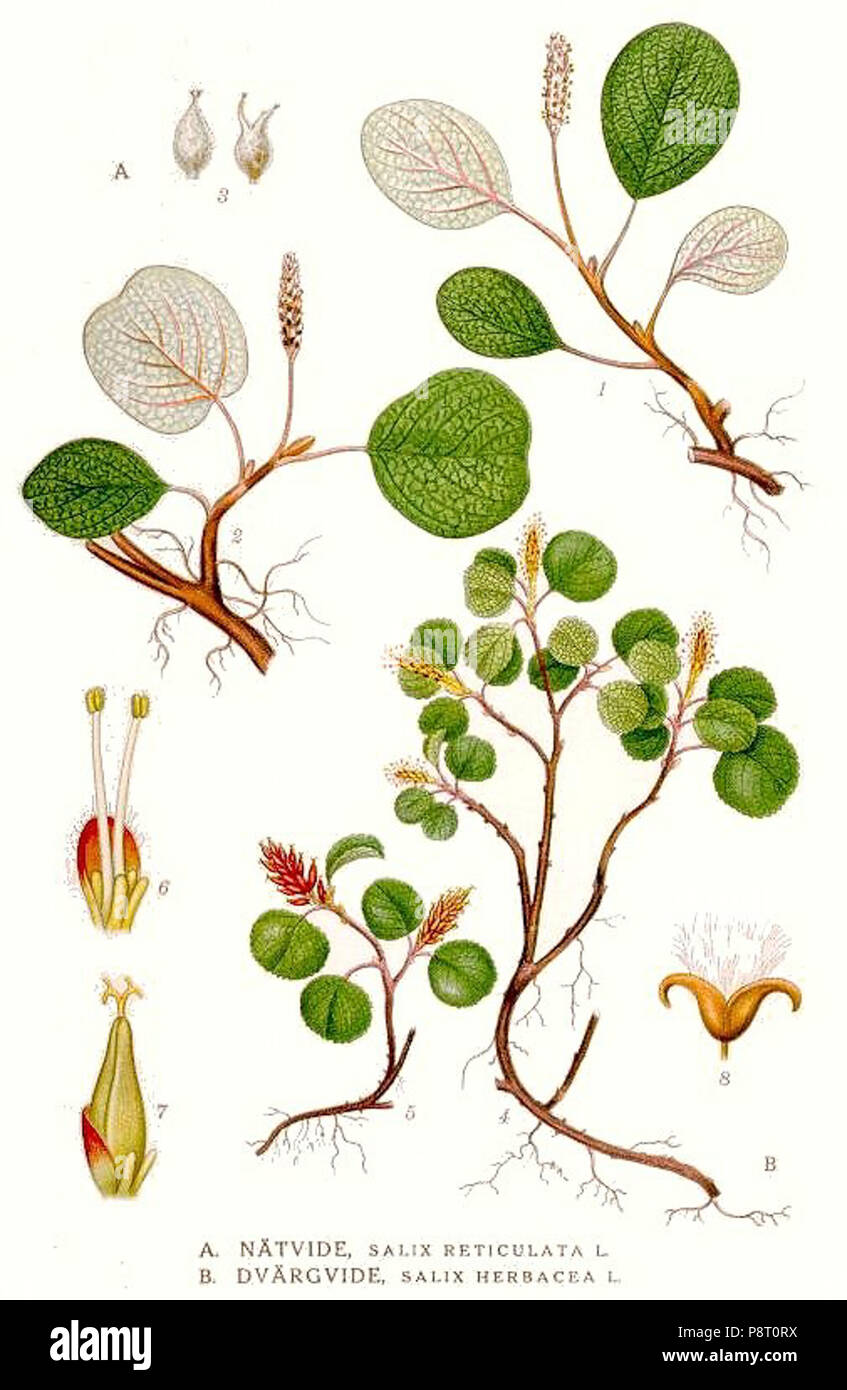 .   21 382 Salix reticulata, Salix herbacea Stock Photo