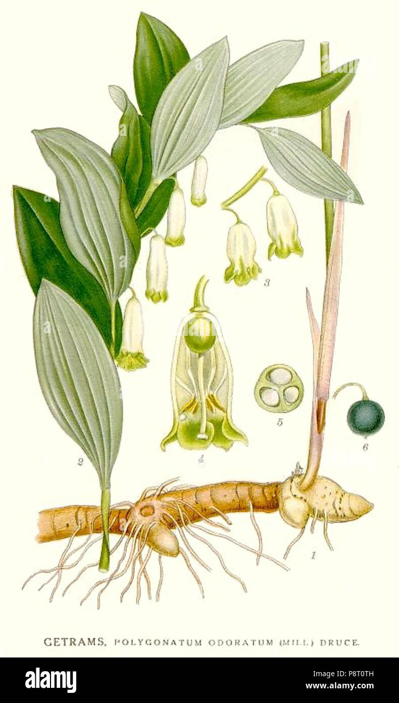 Solomons seal flowers polygonatum hi-res stock photography and images ...