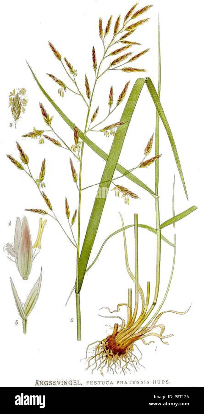 . 22 442 Festuca pratensis Stock Photo Alamy