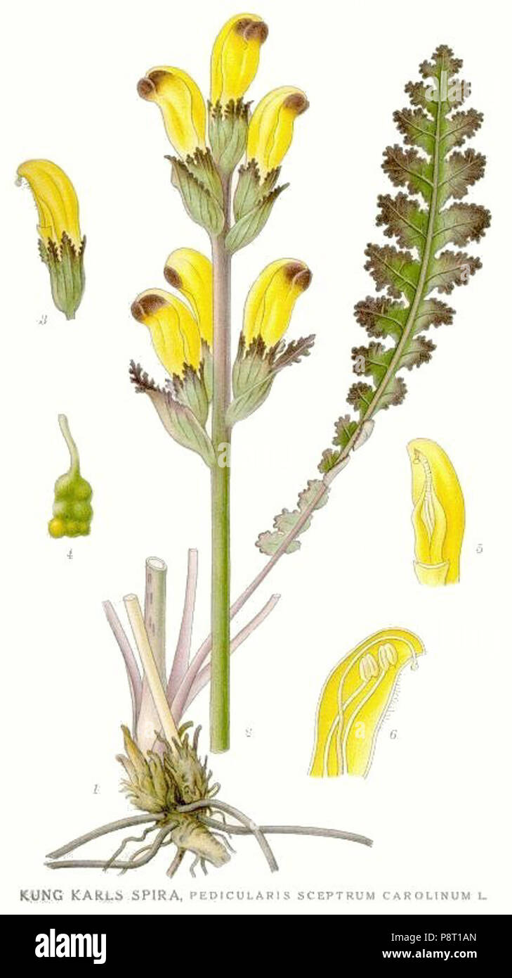 .   23 570 Pedicularis sceptrum-carolinum Stock Photo