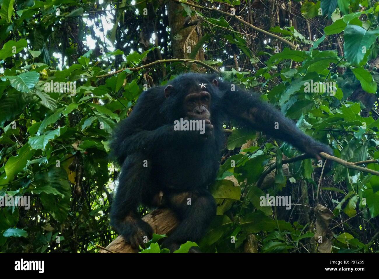 Eastern chimpanzee (Pan troglodytes schweinfurthii) male with flower in hair, Gombe Stream National Park, Tanzania | usage worldwide Stock Photo