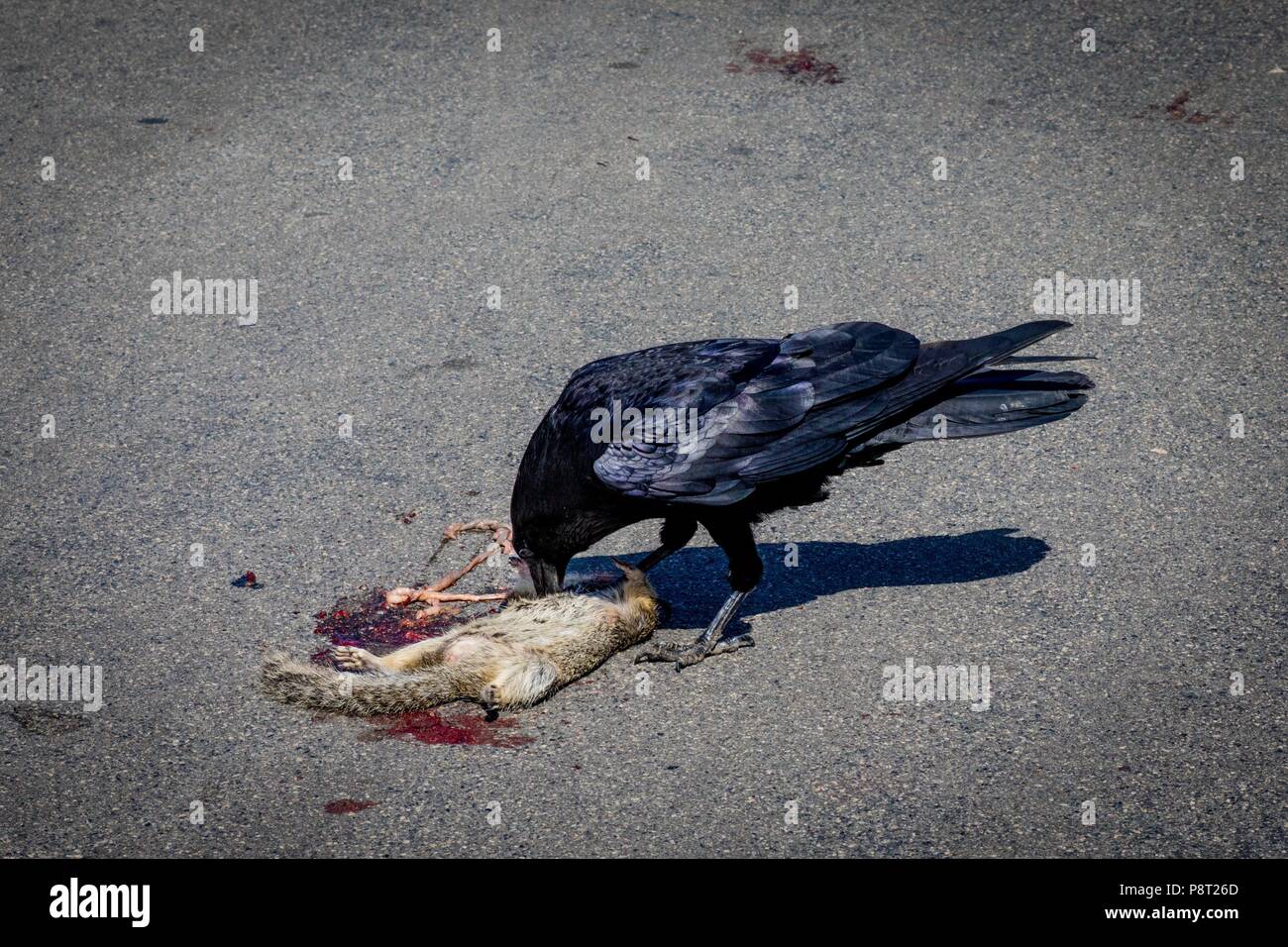 Cycle of life and death: Crow feeding on roadkill at Torrey Pines State Natural Reserve, in April 2018. | usage worldwide Stock Photo