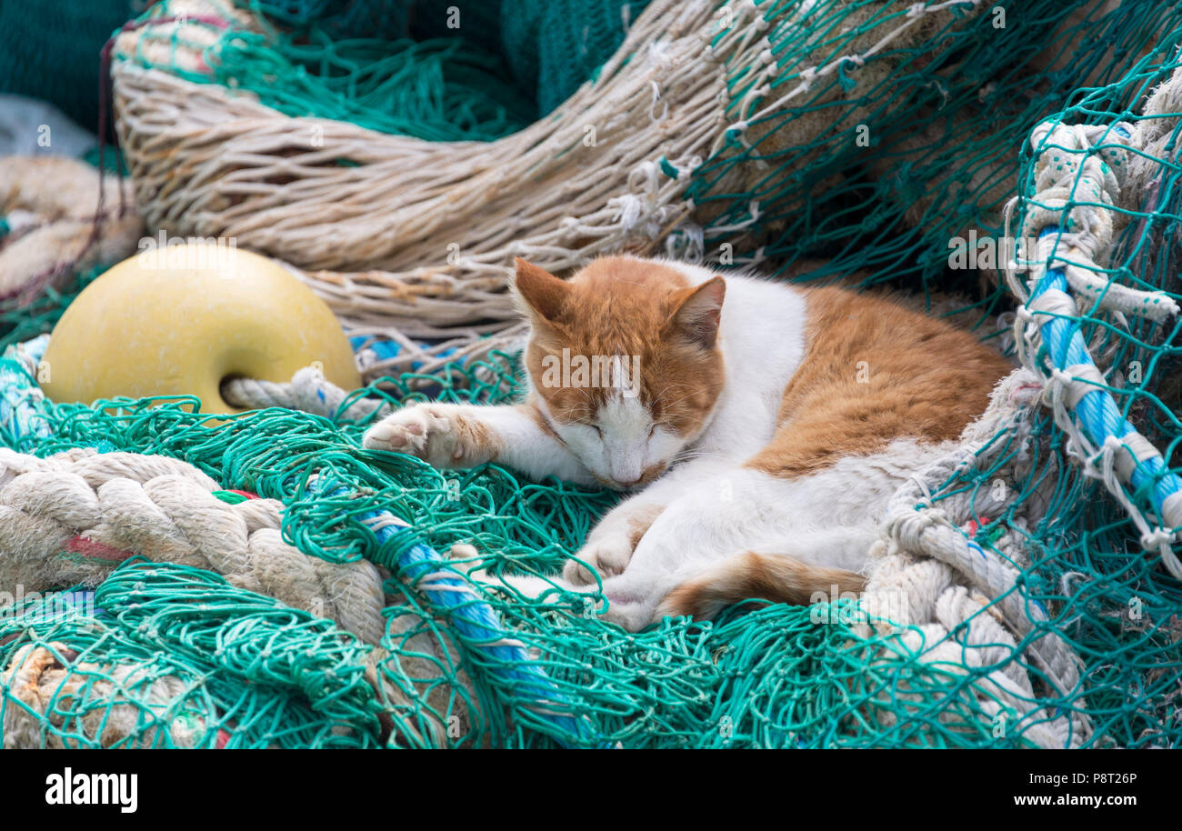Cat Boat Stock Photos & Cat Boat Stock Images Alamy