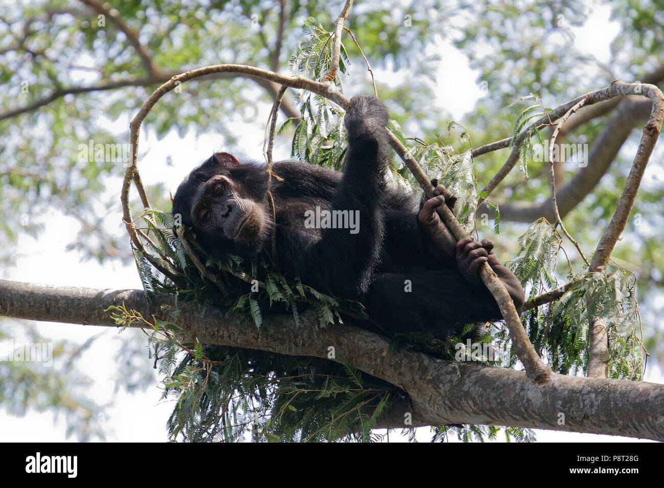 Eastern chimpanzee (Pan troglodytes schweinfurthii) lying in sleeping nest in tree canopy, Gombe Stream National Park, Tanzania | usage worldwide Stock Photo