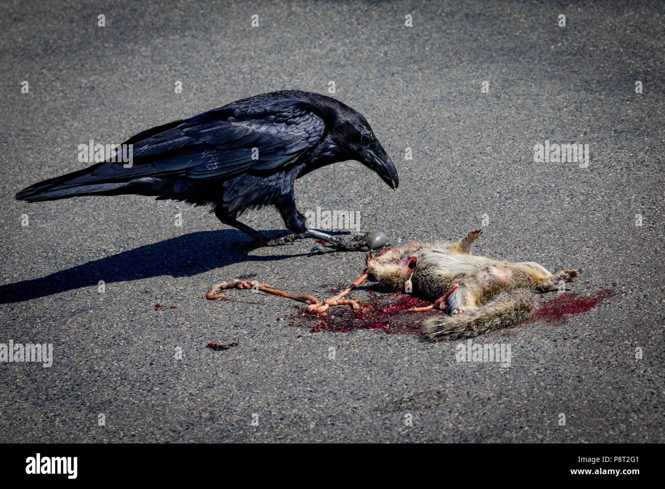 Cycle of life and death: Crow feeding on roadkill at Torrey Pines State Natural Reserve, in April 2018. | usage worldwide Stock Photo