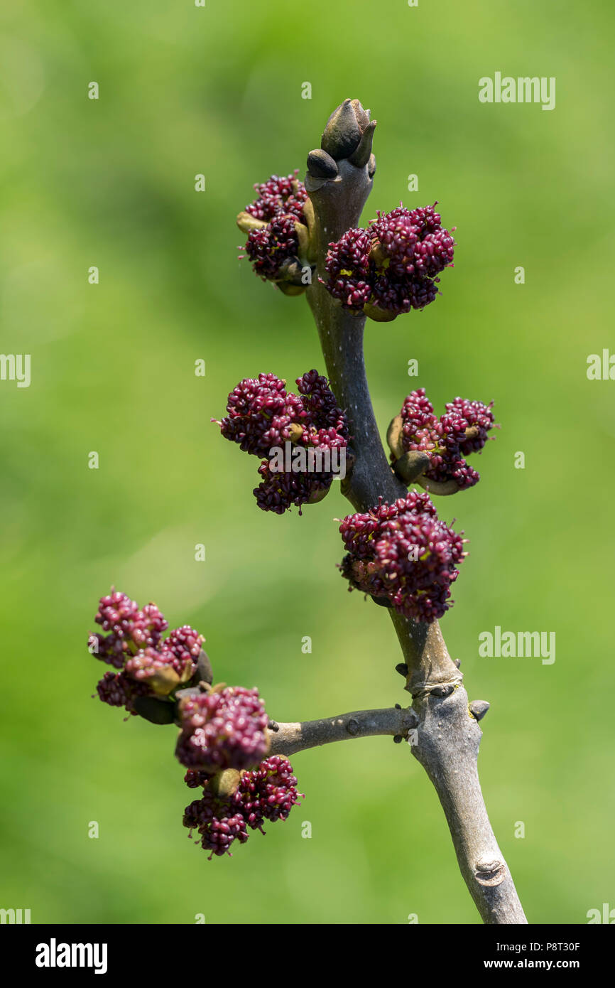 Common Ash tree Fraxinus excelsior early spring flower buds Stock Photo
