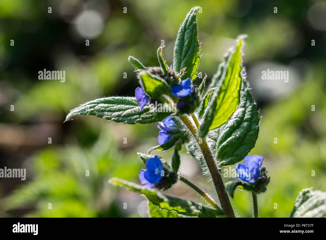 Green alkanet Pentaglottis sempervirens or Henna shrub, the roots used for red dye by Egyptian women. Stock Photo